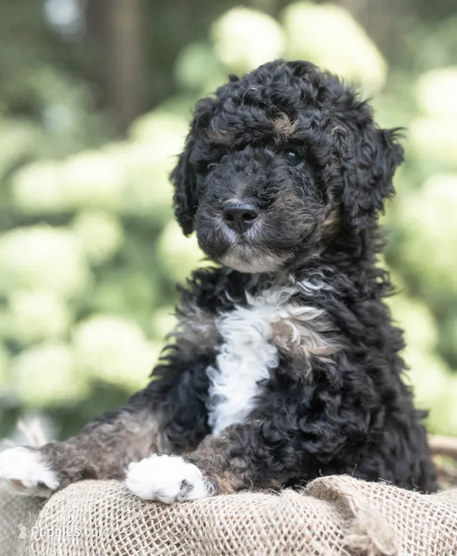 Oliver – Miniature Bernedoodle puppy for sale in Columbus, OH