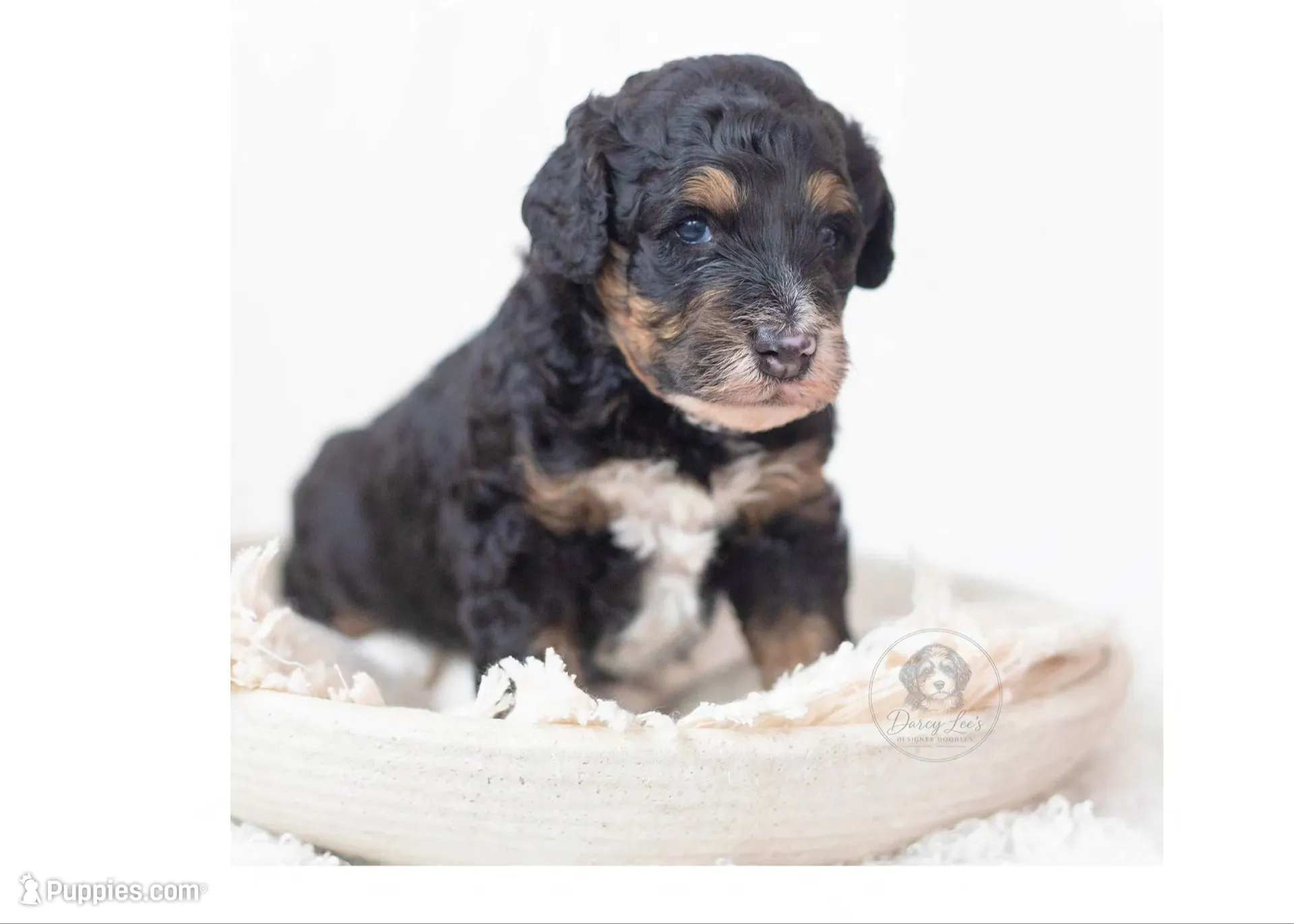Winston, a male Poodle - Miniature  and Miniature Bernedoodle for sale in Columbus, OH – 2 of 6