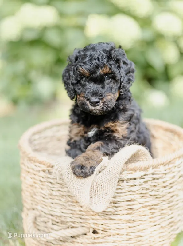 Charlie – Miniature Bernedoodle puppy for sale in Columbus, OH