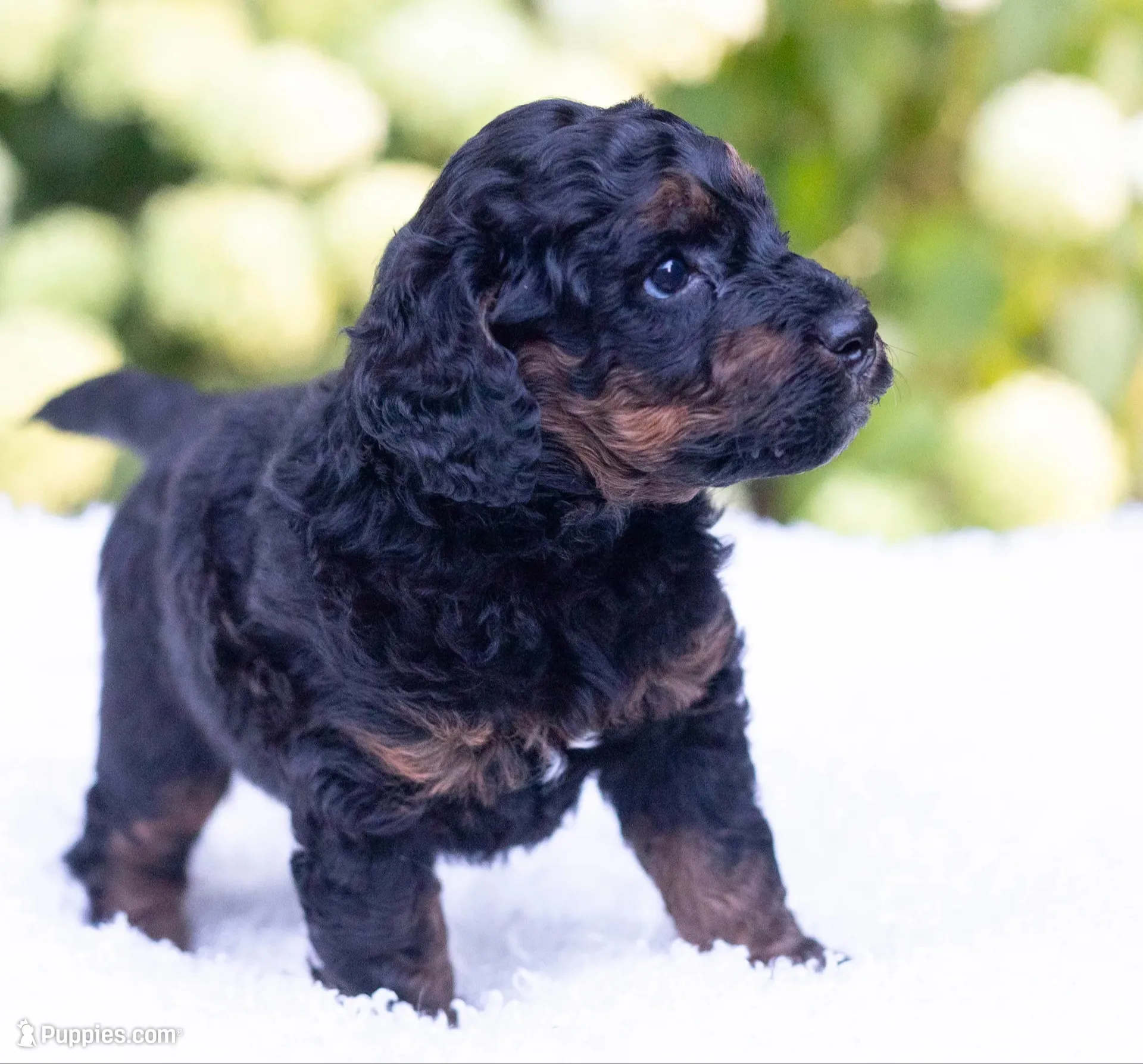 Charlie, a male Miniature Bernedoodle for sale in Columbus, OH – 1 of 8