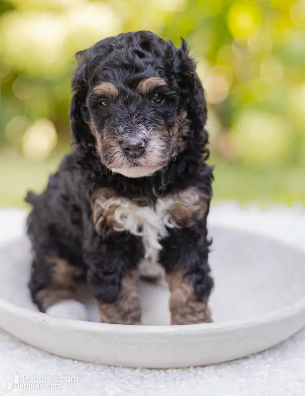 Winston – Poodle - Miniature , Miniature Bernedoodle puppy for sale in Columbus, OH