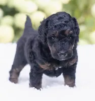 Charlie, a male Miniature Bernedoodle for sale in Columbus, OH – 4 of 8