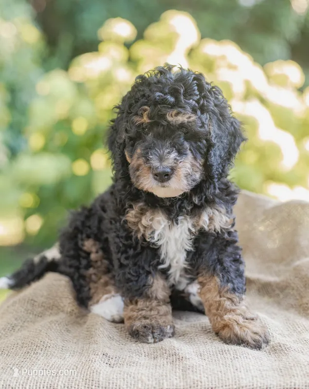Winston – Miniature Bernedoodle puppy for sale in Columbus, OH