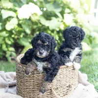 Winston, a male Miniature Bernedoodle for sale in Columbus, OH – 1 of 7