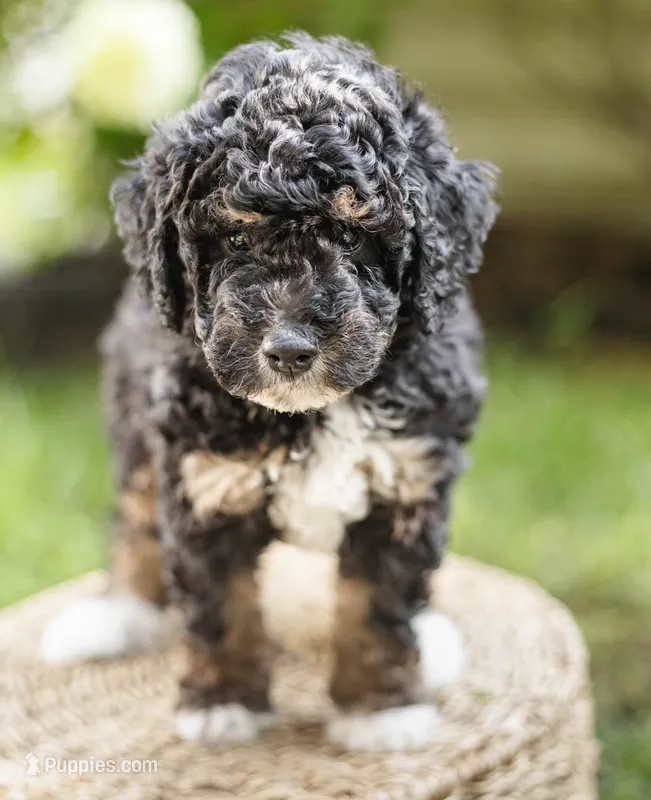 Oliver – Miniature Bernedoodle puppy for sale in Columbus, OH