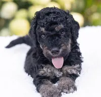 Daisy, a female Miniature Bernedoodle for sale in Columbus, OH – 2 of 5