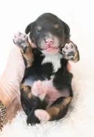 Winston, a male Poodle - Miniature  and Miniature Bernedoodle for sale in Columbus, OH – 5 of 6