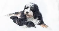 Charlie, a male Miniature Bernedoodle for sale in Columbus, OH – 6 of 8