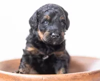 Charlie, a male Miniature Bernedoodle for sale in Columbus, OH – 3 of 8