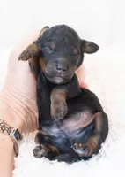 Charlie, a male Miniature Bernedoodle for sale in Columbus, OH – 7 of 8