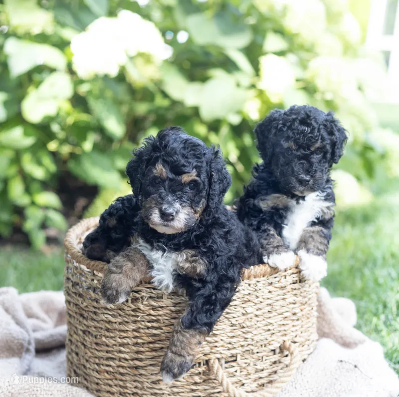 Oliver – Miniature Bernedoodle puppy for sale in Columbus, OH