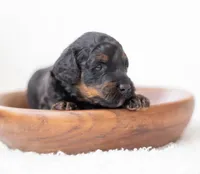 Charlie, a male Miniature Bernedoodle for sale in Columbus, OH – 5 of 8