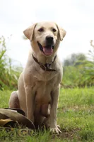 Bruno, a male Labrador Retriever for sale in Whittington, IL – 8 of 9