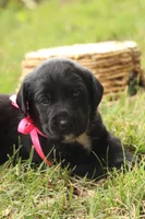 Trix, a female Labrador Retriever for sale in Whittington, IL – 5 of 9