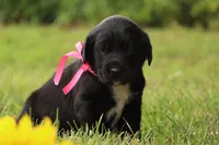 Trix, a female Labrador Retriever for sale in Whittington, IL – 6 of 9