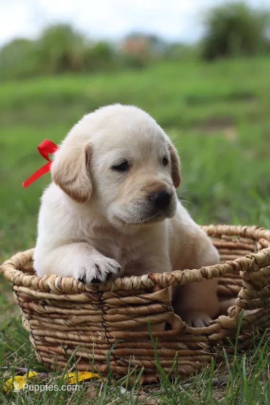 Rex – Labrador Retriever puppy for sale in Whittington, IL
