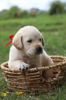 Rex, a male Labrador Retriever for sale in Whittington, IL – 1 of 8