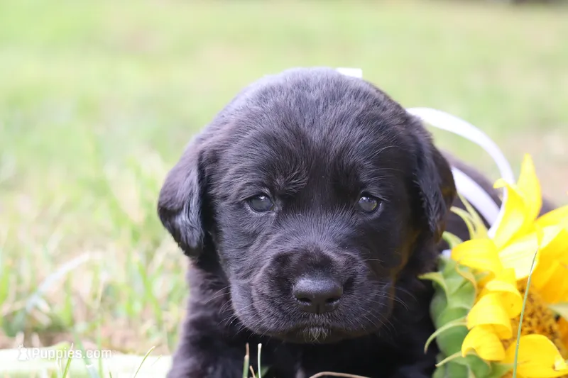 Teddy – Labrador Retriever puppy for sale in Whittington, IL