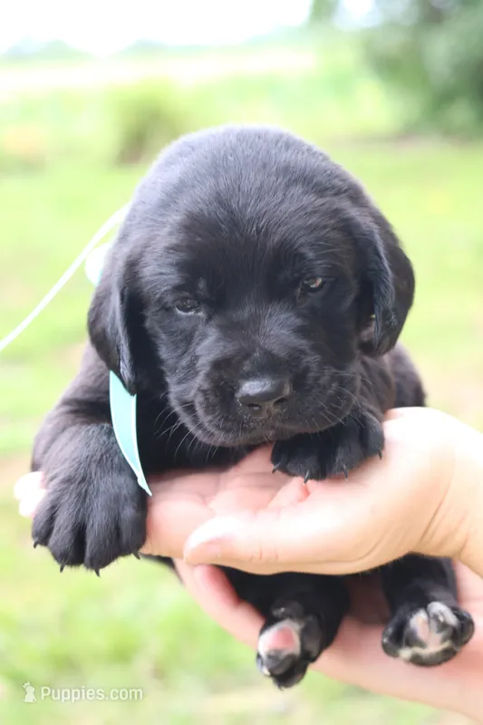 Bruno – Labrador Retriever puppy for sale in Whittington, IL
