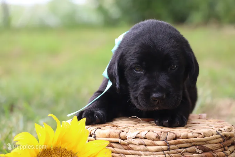 Bruno – Labrador Retriever puppy for sale in Whittington, IL