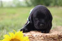 Bruno, a male Labrador Retriever for sale in Whittington, IL – 1 of 9