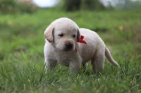Rex, a male Labrador Retriever for sale in Whittington, IL – 3 of 8