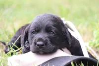 Teddy, a male Labrador Retriever for sale in Whittington, IL – 4 of 9