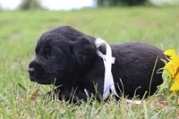 Teddy, a male Labrador Retriever for sale in Whittington, IL – 6 of 9