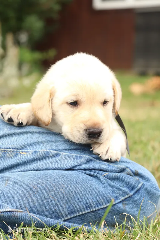 Tuxedo – Labrador Retriever puppy for sale in Whittington, IL