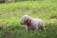 Rex, a male Labrador Retriever for sale in Whittington, IL – 4 of 8