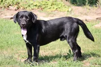 Trix, a female Labrador Retriever for sale in Whittington, IL – 9 of 9