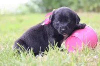Trix, a female Labrador Retriever for sale in Whittington, IL – 8 of 9