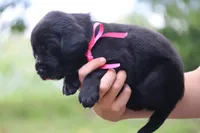 Trix, a female Labrador Retriever for sale in Whittington, IL – 7 of 9
