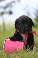 Trix, a female Labrador Retriever for sale in Whittington, IL – 3 of 9