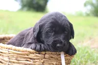Teddy, a male Labrador Retriever for sale in Whittington, IL – 3 of 9