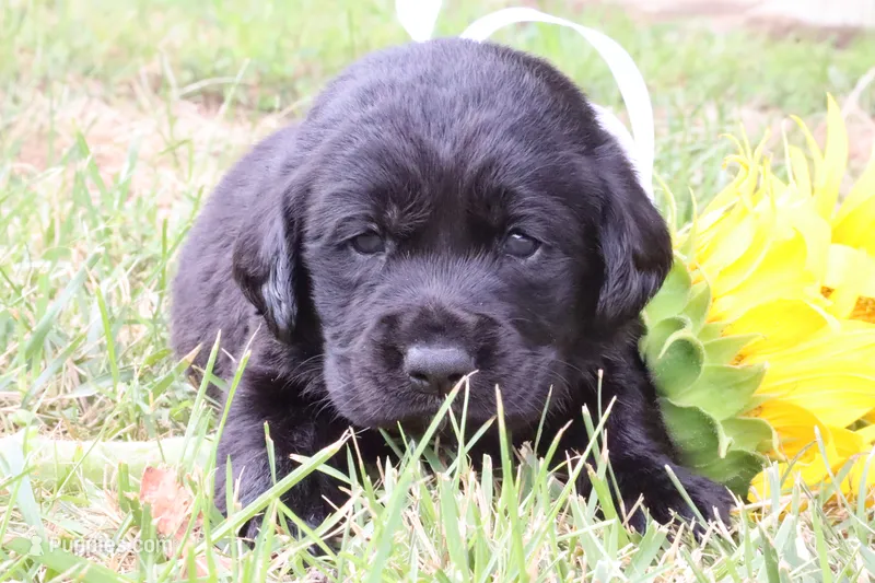 Teddy – Labrador Retriever puppy for sale in Whittington, IL