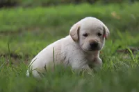 Rex, a male Labrador Retriever for sale in Whittington, IL – 5 of 8