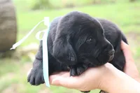 Bruno, a male Labrador Retriever for sale in Whittington, IL – 4 of 9