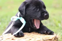 Bruno, a male Labrador Retriever for sale in Whittington, IL – 5 of 9