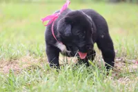 Trix, a female Labrador Retriever for sale in Whittington, IL – 2 of 9