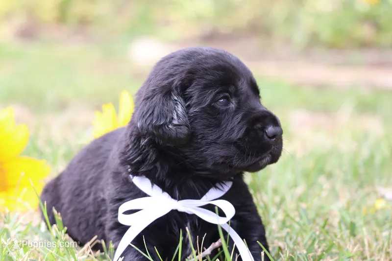 Teddy – Labrador Retriever puppy for sale in Whittington, IL