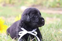 Teddy, a male Labrador Retriever for sale in Whittington, IL – 2 of 9