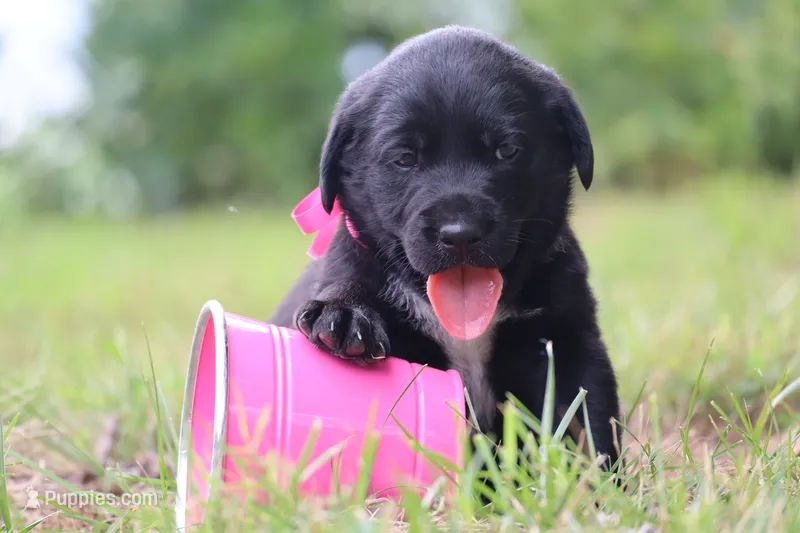 Trix – Labrador Retriever puppy for sale in Whittington, IL