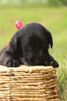 Trix, a female Labrador Retriever for sale in Whittington, IL – 4 of 9