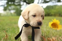 Tuxedo, a male Labrador Retriever for sale in Whittington, IL – 7 of 10