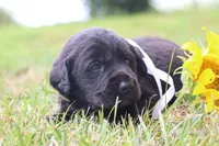 Teddy, a male Labrador Retriever for sale in Whittington, IL – 5 of 9