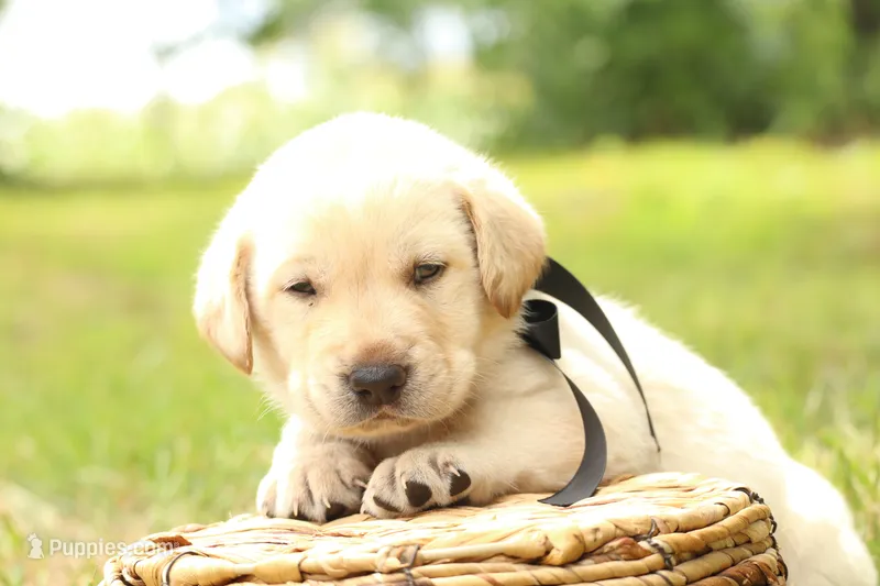 Tuxedo – Labrador Retriever puppy for sale in Whittington, IL
