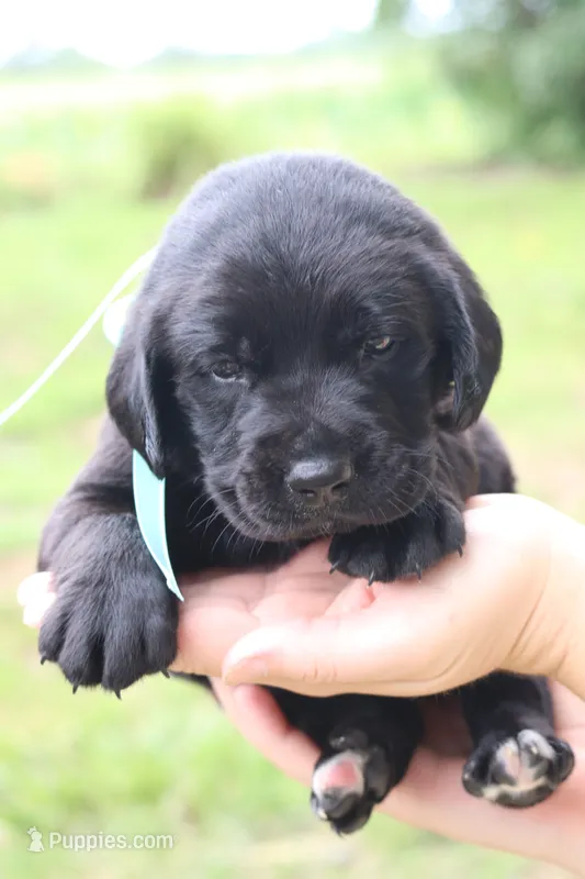 Bruno – Labrador Retriever puppy for sale in Whittington, IL