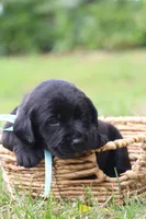 Bruno, a male Labrador Retriever for sale in Whittington, IL – 2 of 9