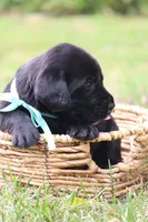 Bruno, a male Labrador Retriever for sale in Whittington, IL – 7 of 9
